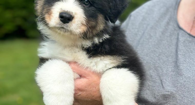 Australian Shepherd