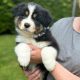 Australian Shepherd