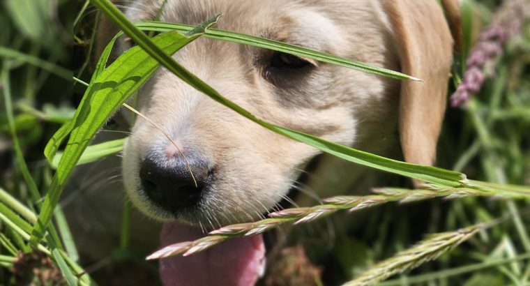Beautiful Golden Retriever X Puppies