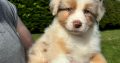 Australian Shepherd