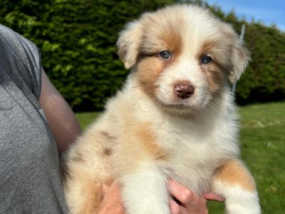 Australian Shepherd