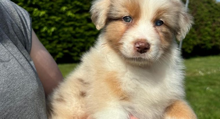Australian Shepherd