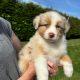 Australian Shepherd