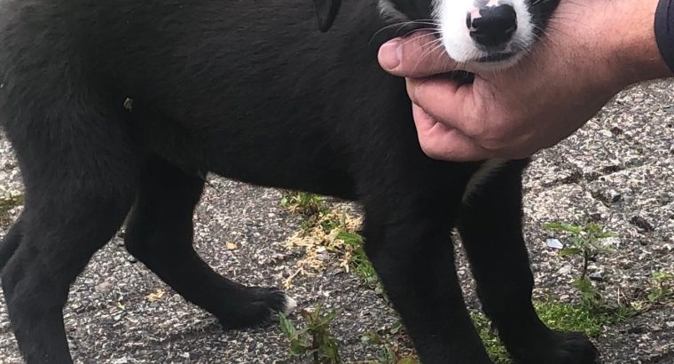 Black Collie Puppies for Sale in Monaghan
