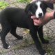 Black Collie Puppies for Sale in Monaghan
