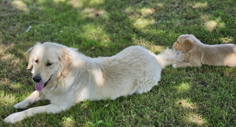 Beautiful Golden Retriever X Puppies