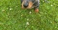 Miniature Dachshund Puppies in Wexford