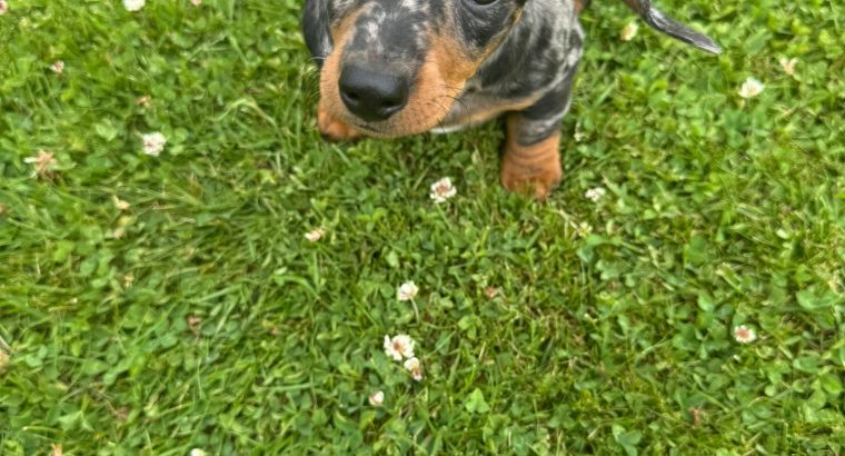 Miniature Dachshund Puppies in Wexford