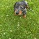 Miniature Dachshund Puppies in Wexford