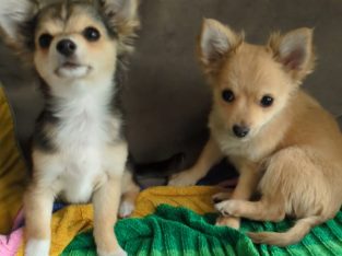 We have beautiful Chihuahua crossbreed puppies