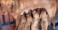 Adorable Purebred Hungarian Vizsla puppies