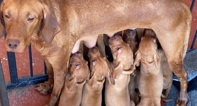 Adorable Purebred Hungarian Vizsla puppies