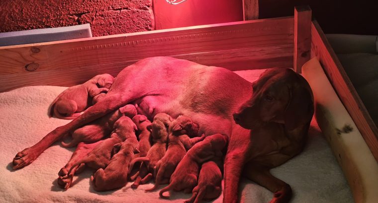Adorable Purebred Hungarian Vizsla puppies