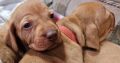 Adorable Purebred Hungarian Vizsla puppies