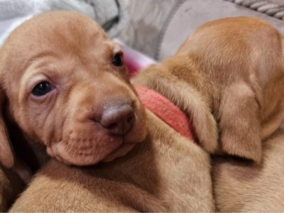 Adorable Purebred Hungarian Vizsla puppies