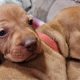 Adorable Purebred Hungarian Vizsla puppies