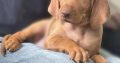 Adorable Purebred Hungarian Vizsla puppies