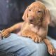 Adorable Purebred Hungarian Vizsla puppies