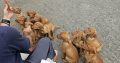Adorable Purebred Hungarian Vizsla puppies