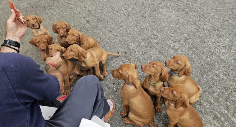 Adorable Purebred Hungarian Vizsla puppies
