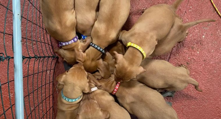 Adorable Purebred Hungarian Vizsla puppies