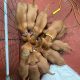 Adorable Purebred Hungarian Vizsla puppies