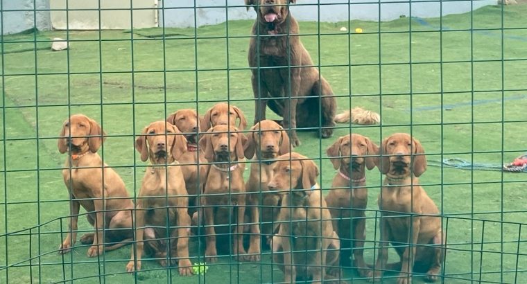 Adorable Purebred Hungarian Vizsla puppies