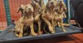 Adorable Purebred Hungarian Vizsla puppies