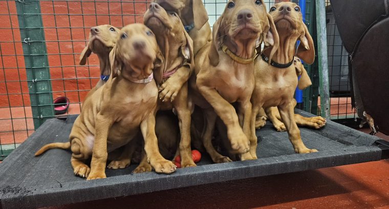Adorable Purebred Hungarian Vizsla puppies