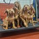 Adorable Purebred Hungarian Vizsla puppies