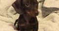 Pra clear minature dachshund