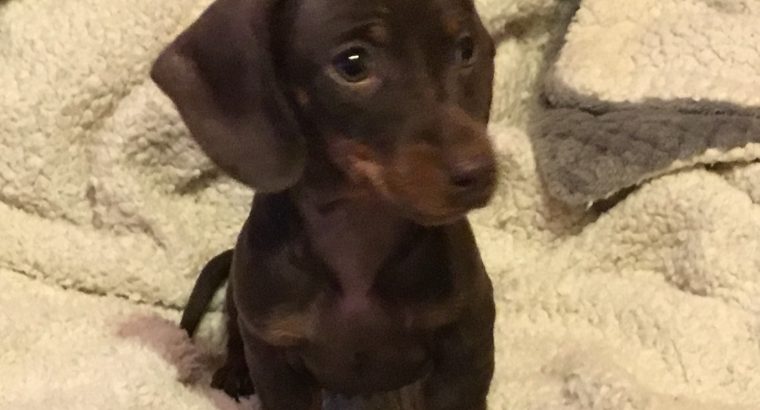 Pra clear minature dachshund