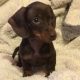 Pra clear minature dachshund