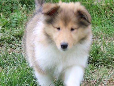 Rough Collie Puppies in Croom – IKC Registered