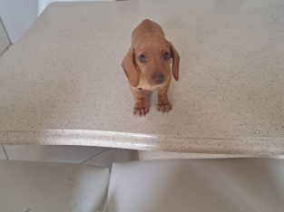 Miniature Dachshund puppy