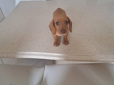 Miniature Dachshund puppy