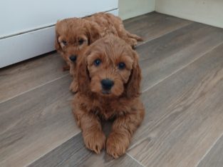 Cockapoo puppies
