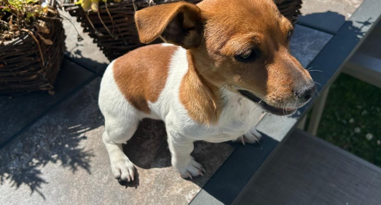 Miniature Jack Russell Puppies in Newbridge