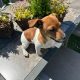 Miniature Jack Russell Puppies in Newbridge