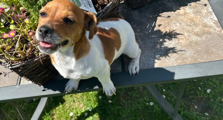 Miniature Jack Russell Puppies in Newbridge