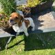 Miniature Jack Russell Puppies in Newbridge