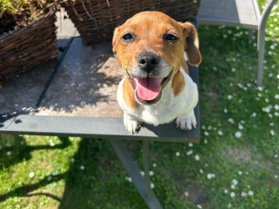 Miniature Jack Russell Puppies in Newbridge
