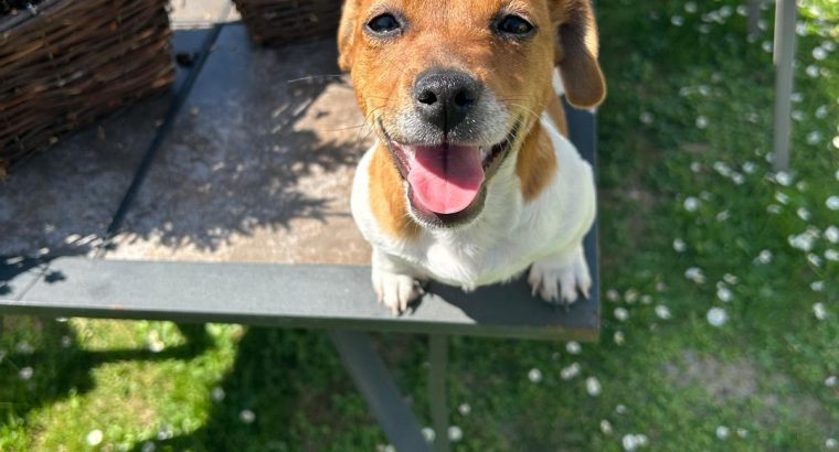 Miniature Jack Russell Puppies in Newbridge