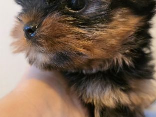 Adorable Miniature Yorkshire Terrier Puppies for S