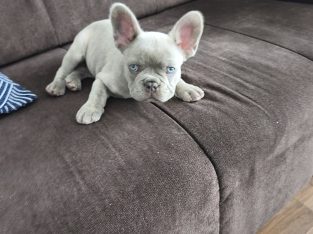 Adorable French Bulldog for sale 10 weeks old.