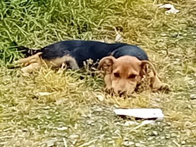Jack Russell in Mountbellew – Playful Pup Awaiting