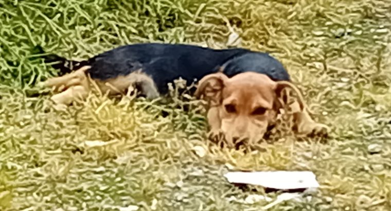 Jack Russell in Mountbellew – Playful Pup Awaiting