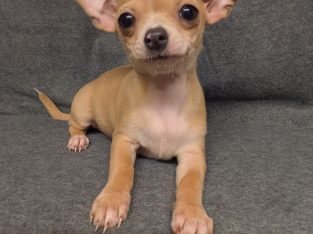 Chihuahua x Jack Russell Pups in Bagenalstown