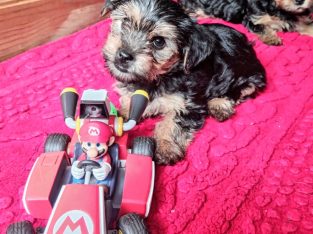 Adorable Miniature Yorkshire Terrier Puppies for S