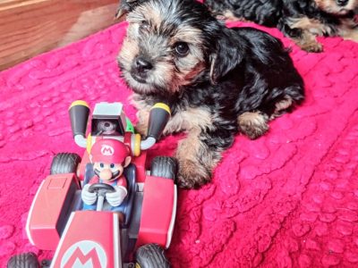 Adorable Miniature Yorkshire Terrier Puppies for S